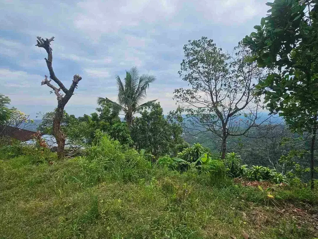 view laut ,tanah datar dekat dengan lovina - Image 5 of 6