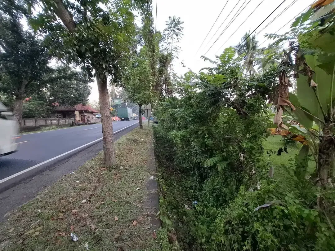 Dijual tanah kebun kelapa view sawah akses jalan propinsi di bali - Image 5 of 10