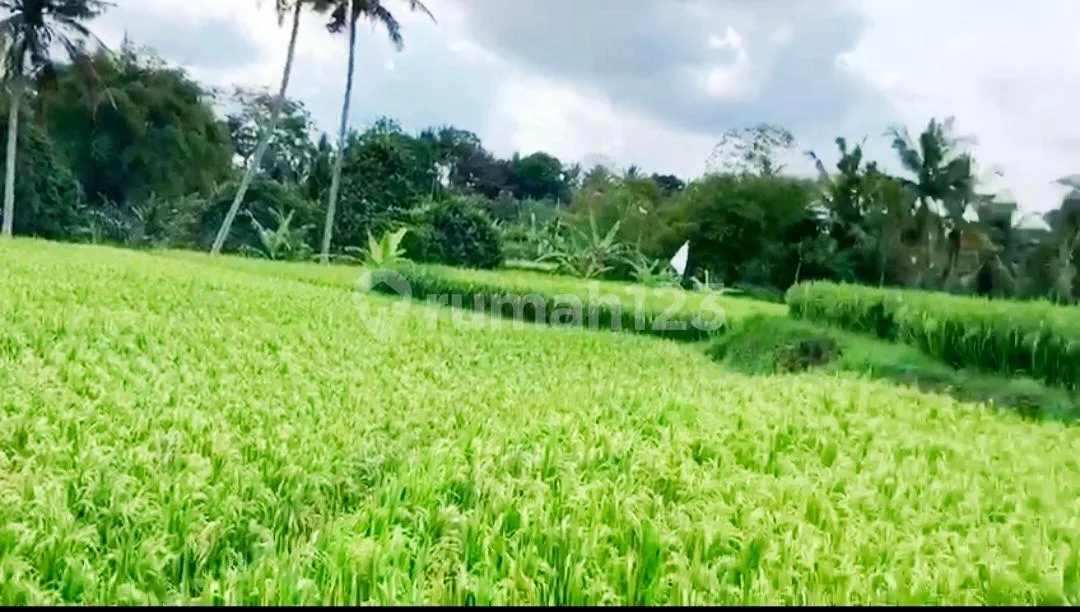 Tanah 90 Are di Area Ubud - Rare & Investment Opportunity - Image 2 of 4