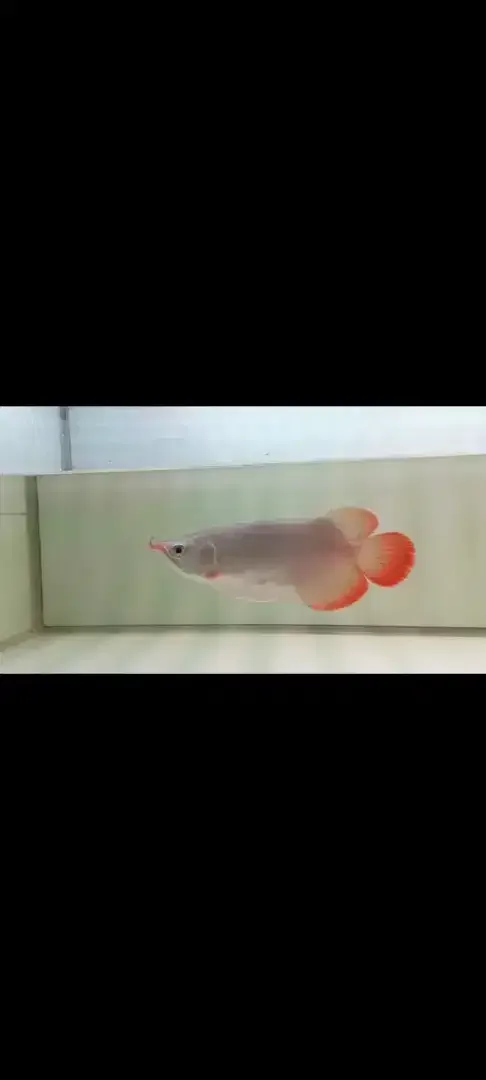Arwana / Arowana Super Red Semi Short Body Kalimantan - Image 4 of 4