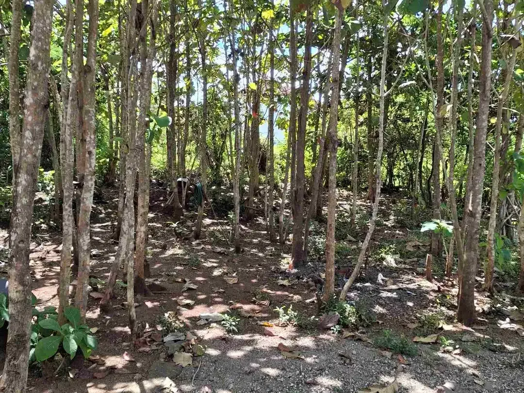 Cari Tanah di Bali? Pilih yang Murmer di Kutuh, Area Favorit Expat! - Image 6 of 6