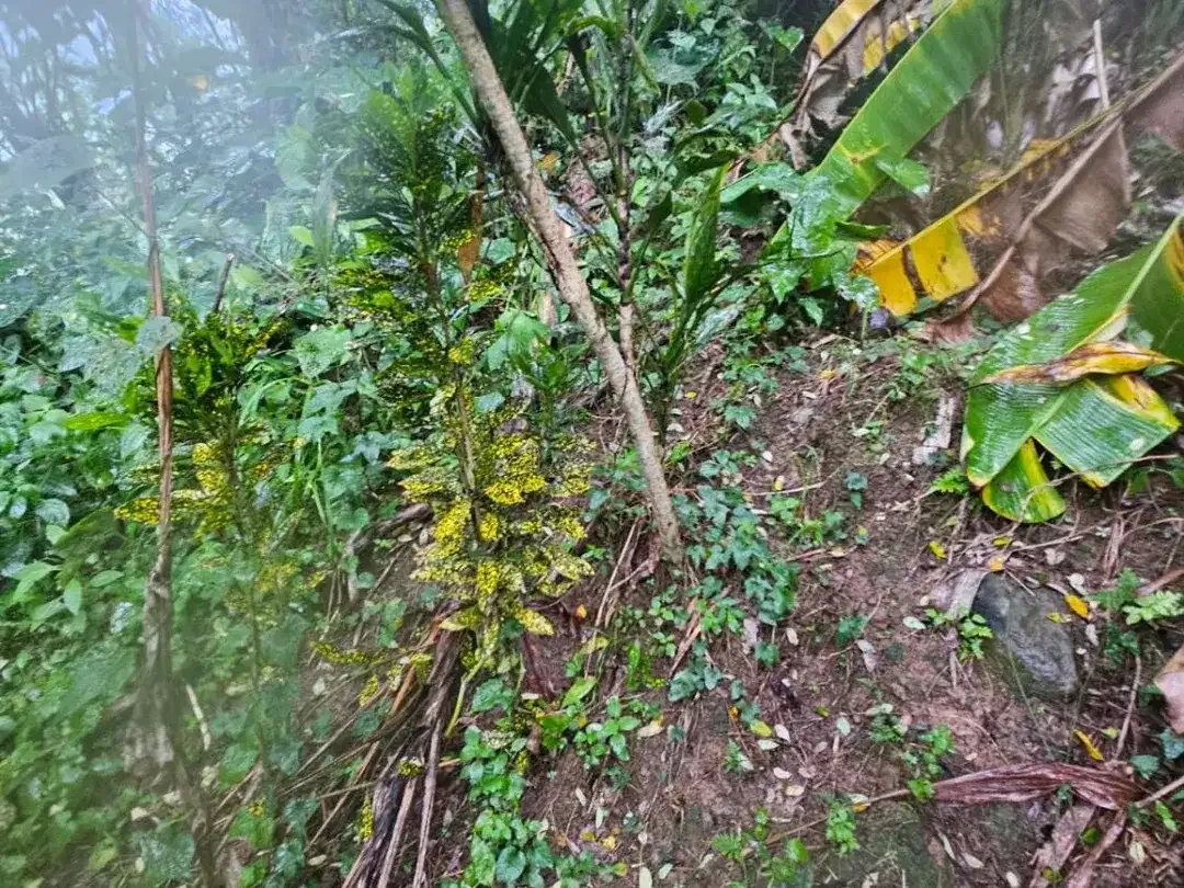 jungle river side - Image 4 of 10