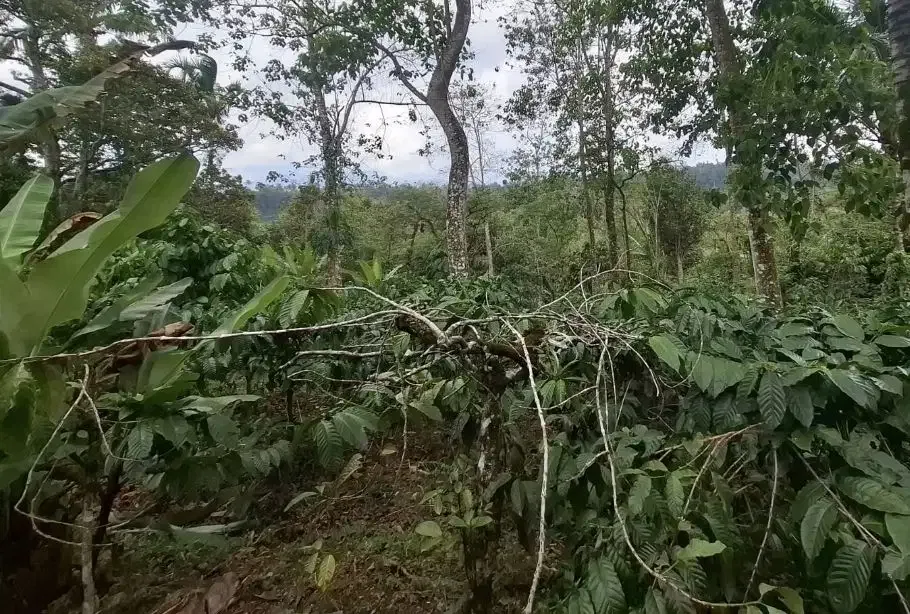 Kebun kopi subur view gunung watukau di tabanan - Image 5 of 7