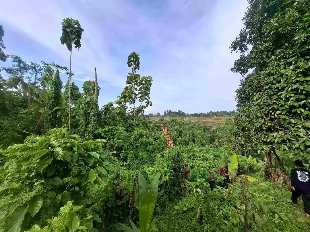 tanah kebun view gunung, view sawah dan los sungai kecil - Image 4 of 8