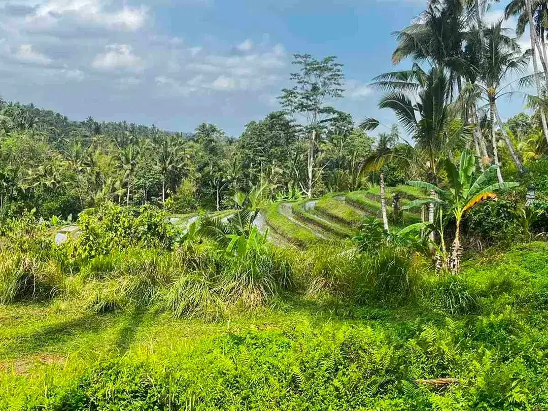 jual tanah kebun view sawah di penebel tabanan bali. - Image 1 of 10