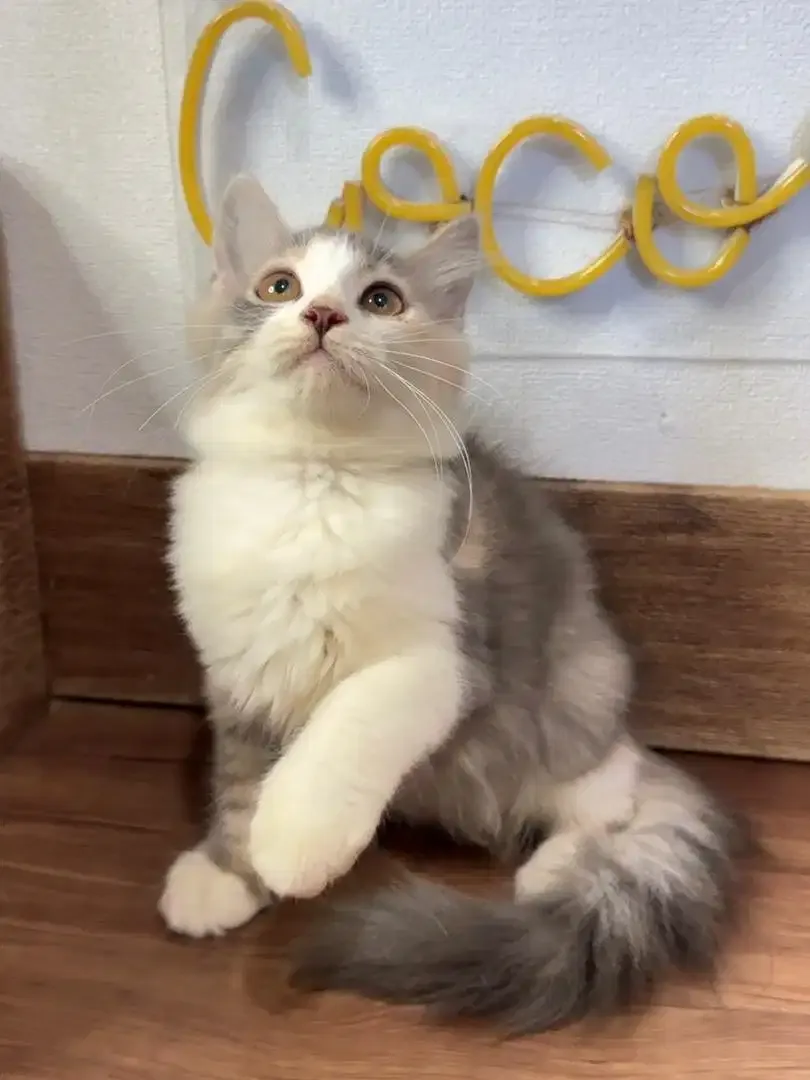 Kitten Kucing Persia - Image 1 of 4