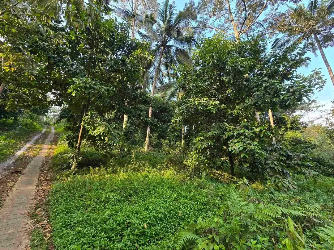 Murah tanah los sungai bebatuan kebun manggis dan durian siap panen di bali - Image 5 of 10