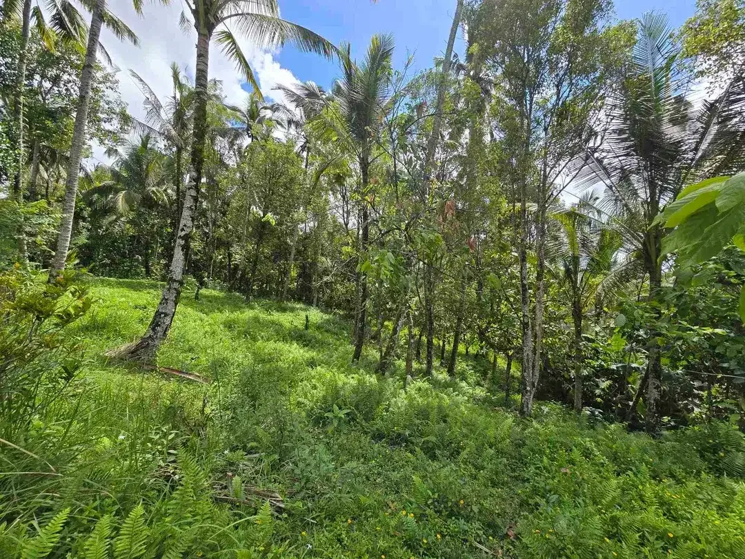 Dijual tanah murah los sungai air jernih di bali - Image 10 of 10
