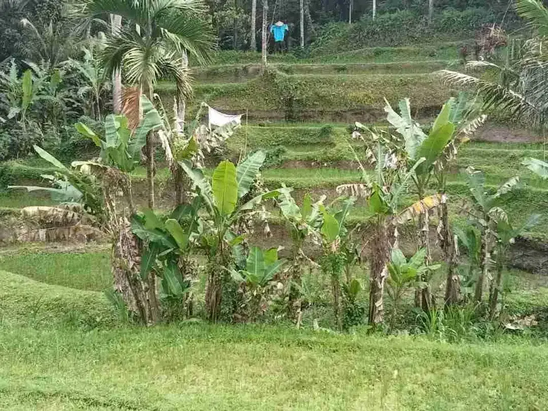 Tanah View Sawah dan Jangle Luas di Tegallalang Ubud - Image 6 of 10