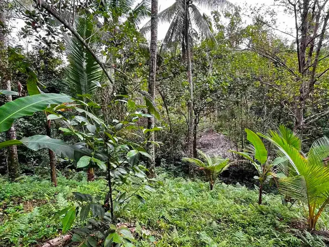 jual tanah Los sungai besar berbatu di desa wisata manikyang tabanan bali. - Image 8 of 10