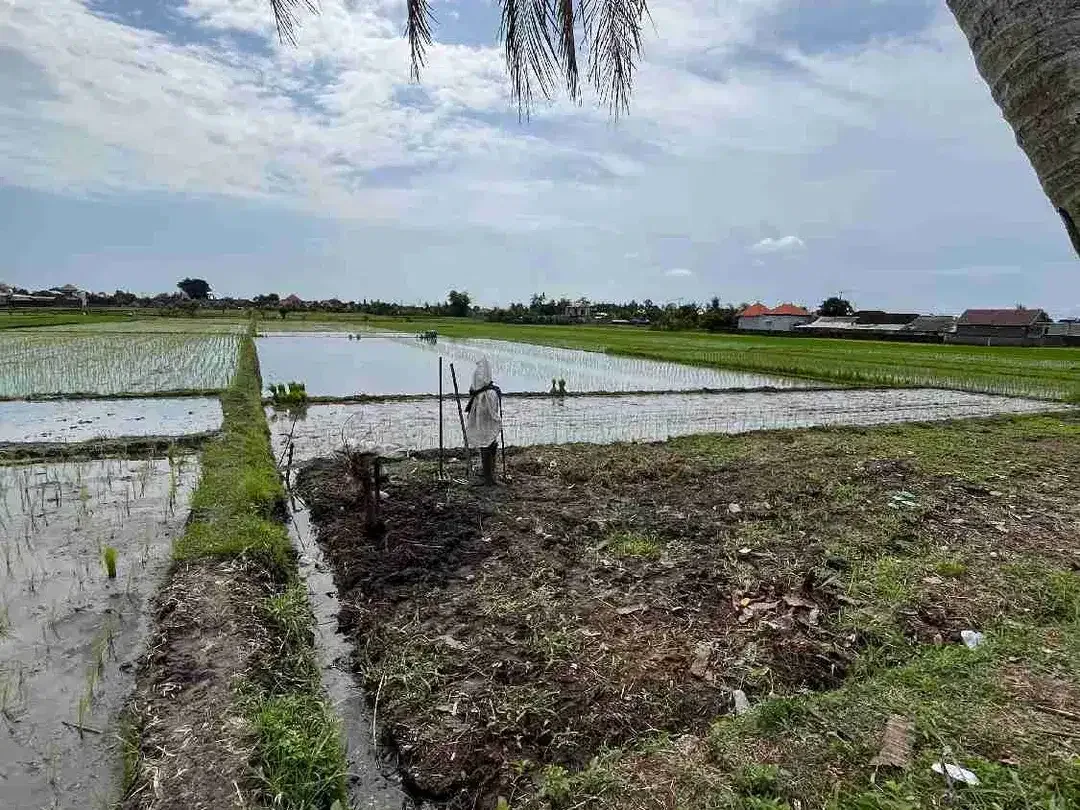 Di jual tanah sawah luas 48.5 are/48500 M2 di kaba-kaba tidak jauh ke arah pantai pererenan - Image 2 of 10