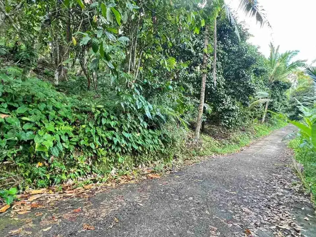 jual tanah kebun Los sungai besar, dengan aneka buah lokal di manikyang selemadeg tabanan bali. - Image 6 of 10