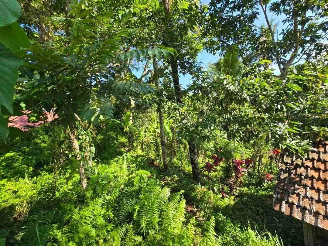 tanah luasan kecil sangat strategis di kawasan wisatasa di tabanan dengan view sawah terasering - Image 7 of 10