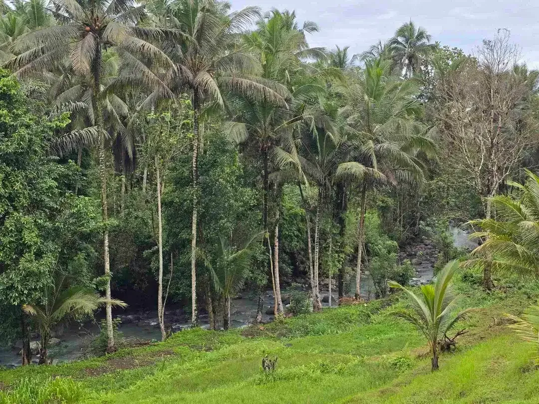Dijual tanah los sungai dan vieq sawah murah di bali - Image 4 of 10