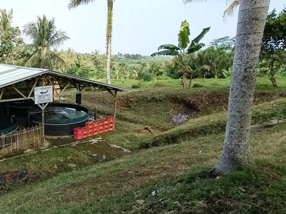 Dijual tanah kebun view sawah cantik dekat kota di bali - Image 3 of 10