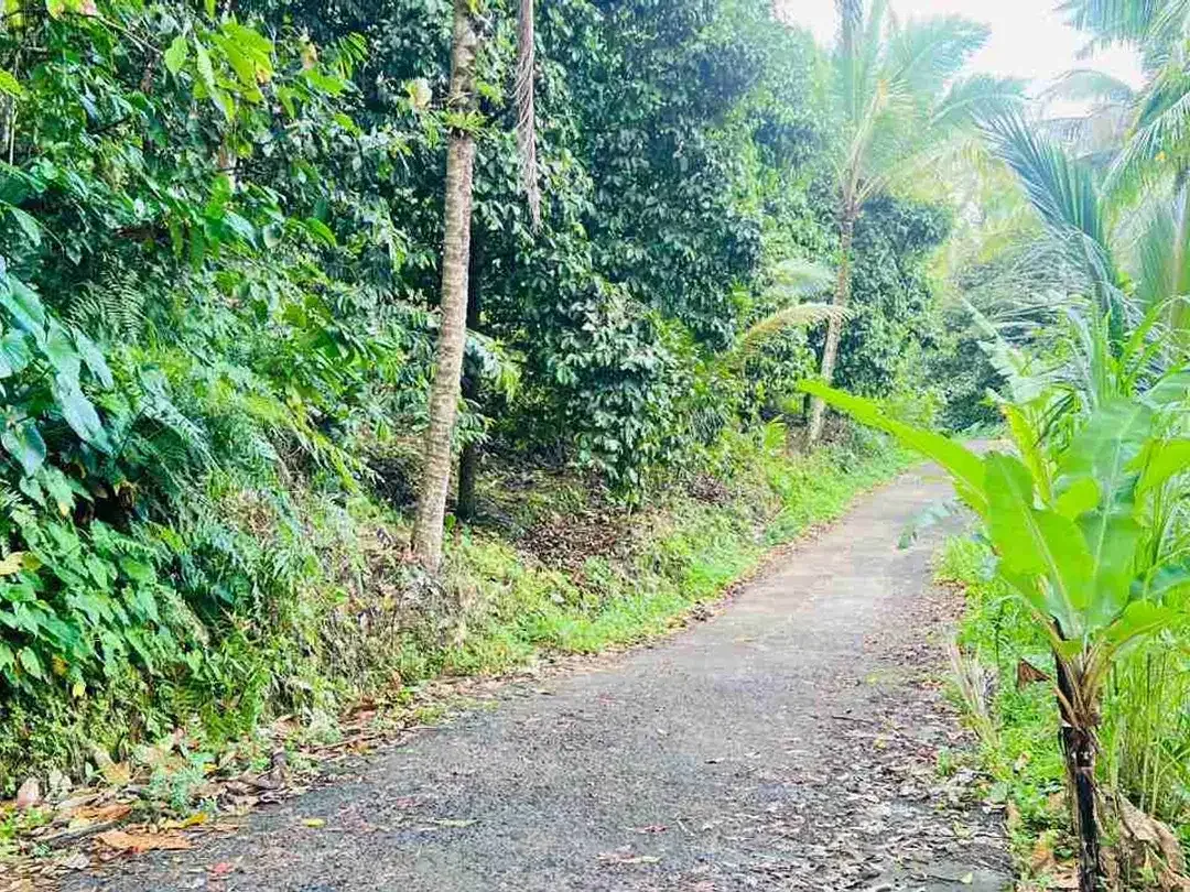 jual tanah kebun Los sungai besar, dengan aneka buah lokal di manikyang selemadeg tabanan bali. - Image 3 of 10