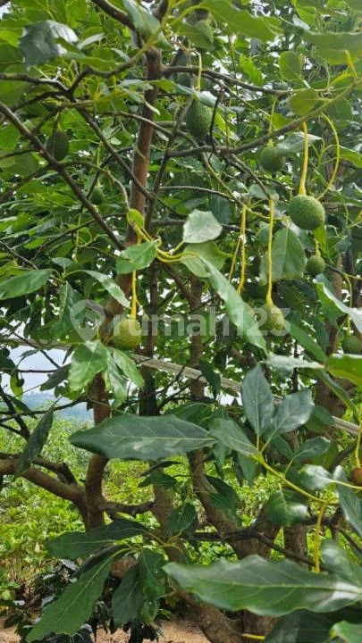 Dijual Kebun Alpukat Has Luas 3 Hektar SHM Wanagiri Buleleng Bali - Image 4 of 4