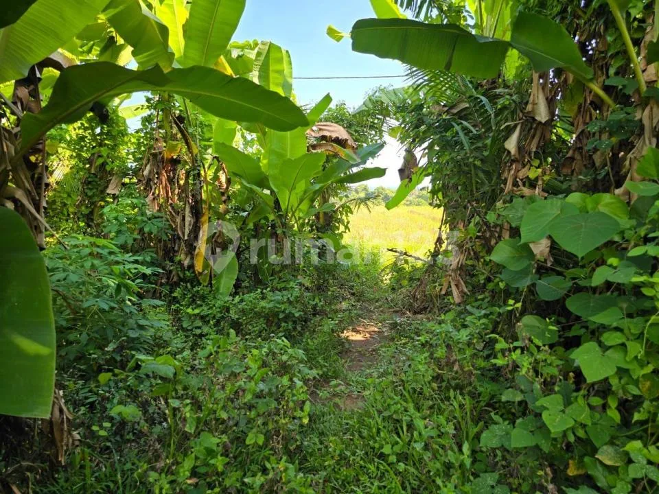 Tanah Kecil Murah View Cantik Sawah dan Laut di Tabanan - Image 3 of 4