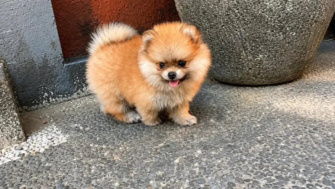 DI JUAL ANAK ANJING MINI POM - Image 4 of 6