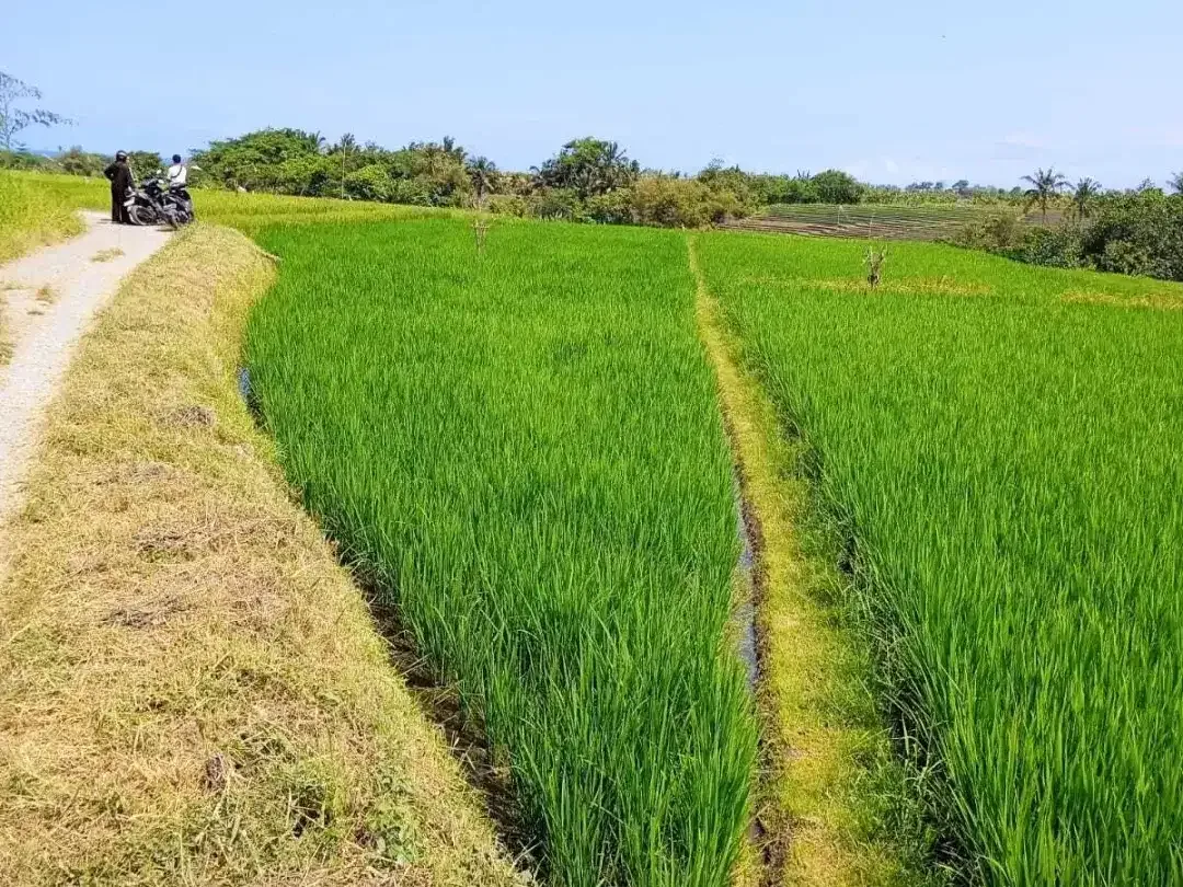 Land for sale in Kerambitan, Bali - Image 3 of 6