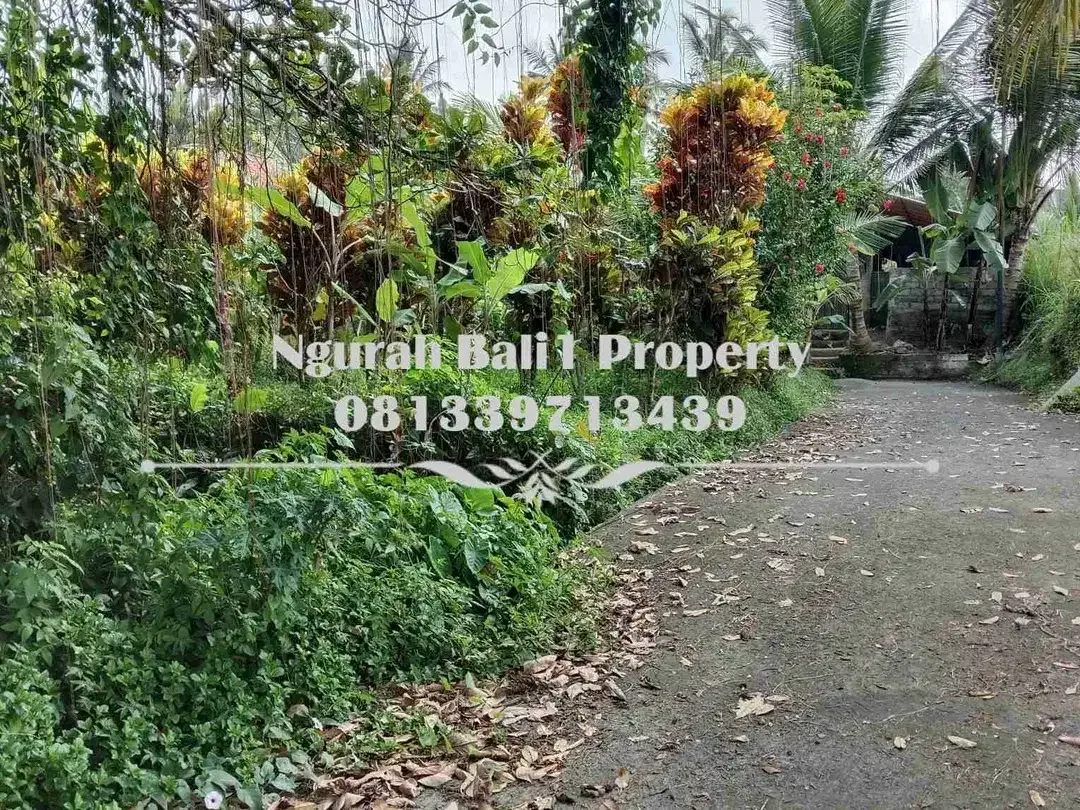 Dijual Tanah Murah Luas 250 m2 Kawasan Villa di Ubud Pejeng - Image 3 of 6