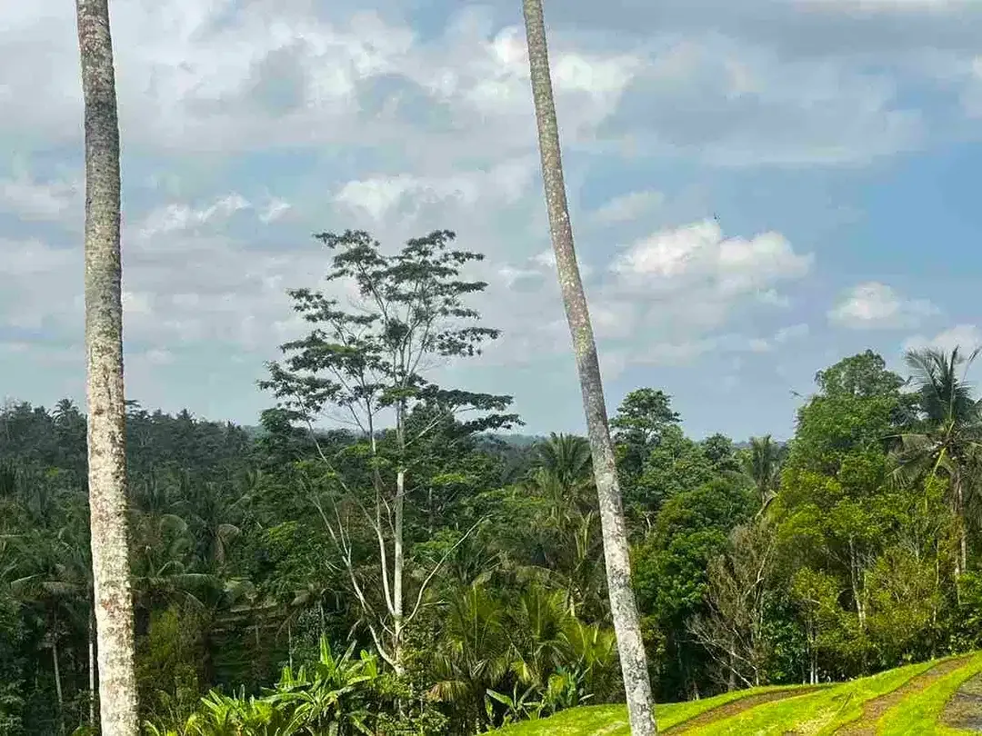 jual tanah kebun view sawah di penebel tabanan bali. - Image 3 of 10