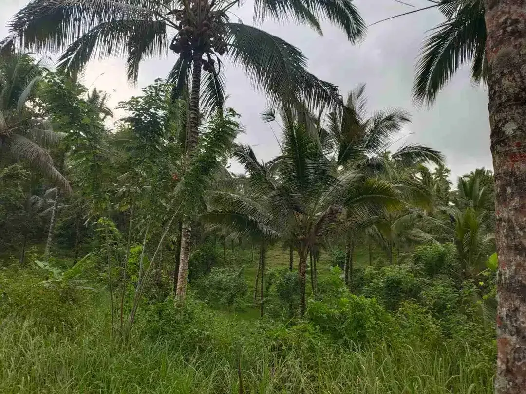 jual tanah kebun view air terjun kawasan villa di tabanan bali. - Image 9 of 10