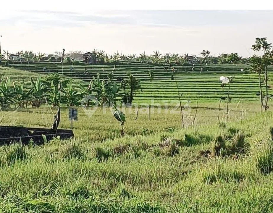 Dijual Tanah Kerobokan - Image 4 of 4