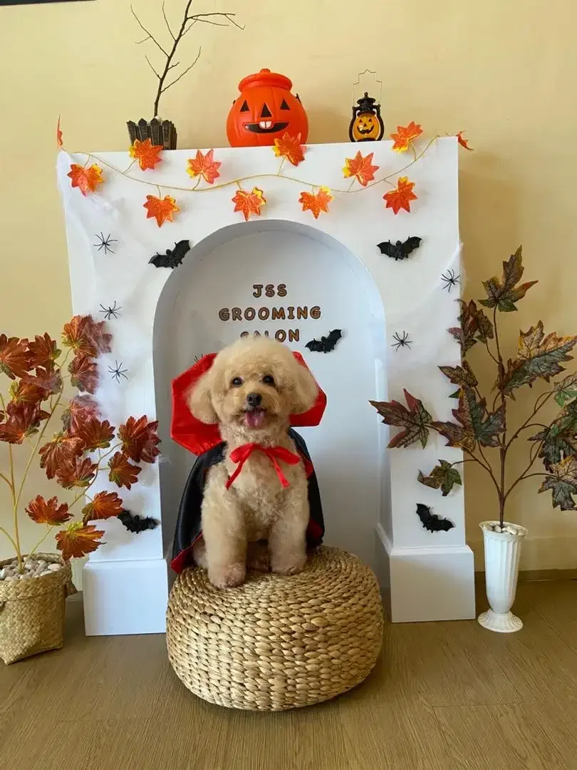 JSS Pet grooming  salon - Image 3 of 9