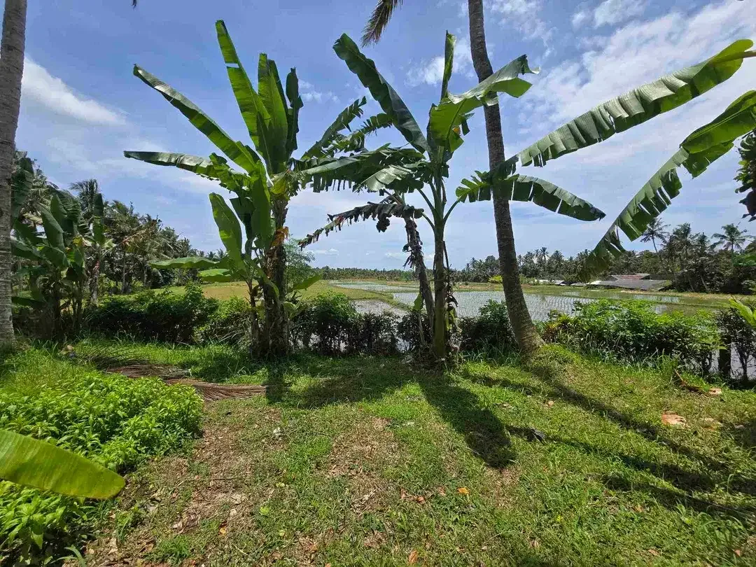 Dijual tanah view sawah zona kuning di kerambitan tabanan bali - Image 1 of 10