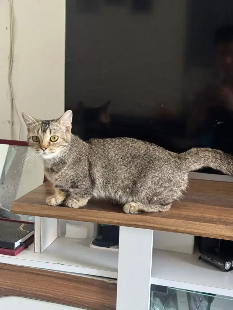 Kucing Munchkin Betina - Image 2 of 3