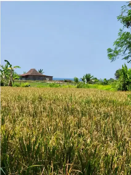 Tanah murah dekat pantai siyut Gianyar - Image 4 of 10
