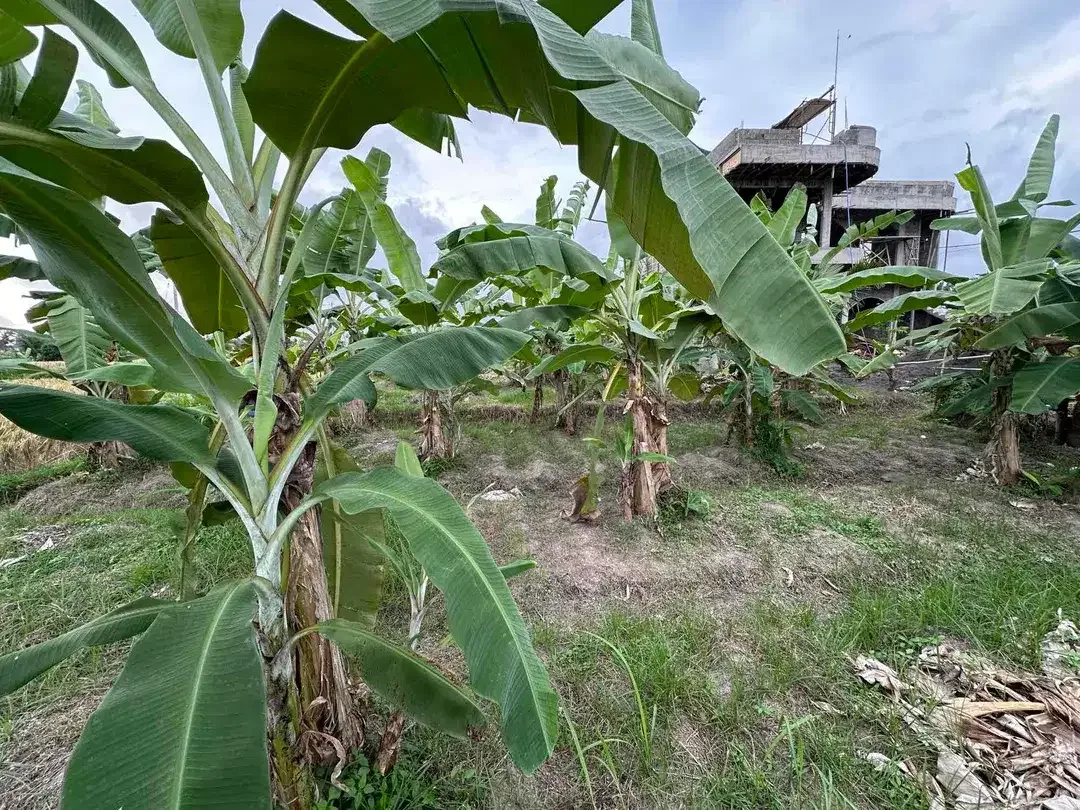 Tanah SHM View Sawah di Ubud, Dekat Kampus Mediterranean Bali - Image 3 of 10