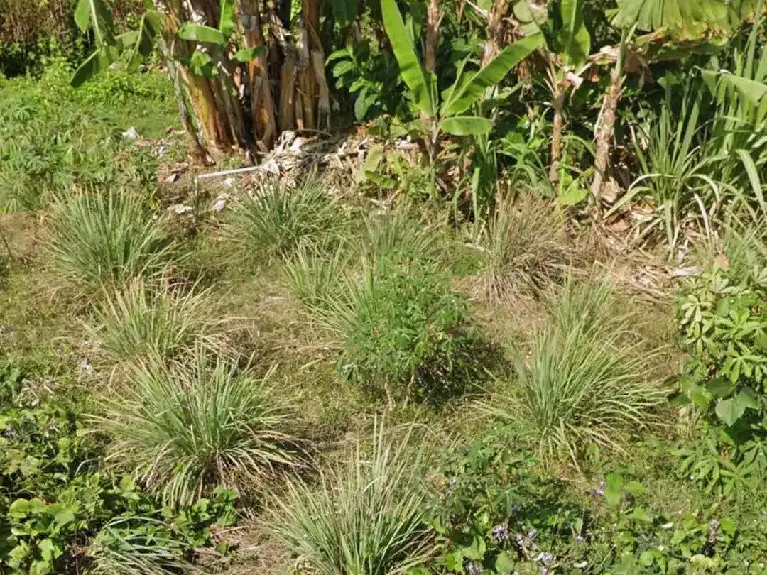 Di jual tanah kavling mulai 1 are
Lokasi di padang galak sanur bali - Image 2 of 4