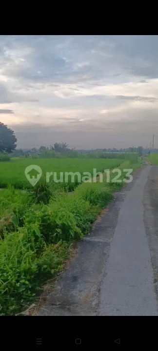 Tanah Sawah Pribadi Subur View Bagus Jl Motor Di Klungkung Bali - Image 2 of 4