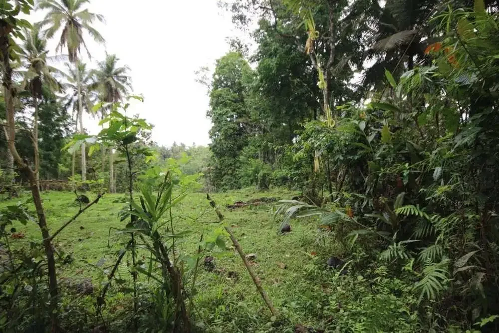 DIJUAL TANAH KEBUN COCOK UNTUK PERUMAHAN - Image 6 of 7