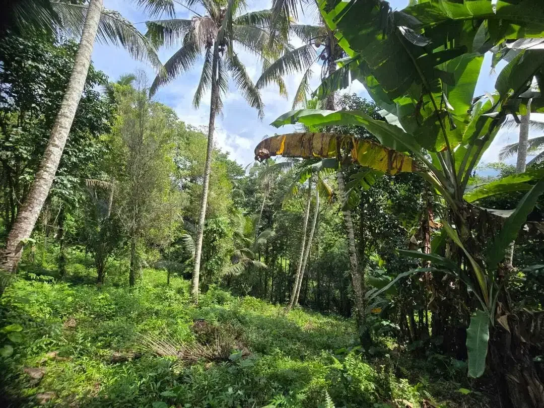 DIjual tanah dengan sungai bebatuan sangat cantik di tabanan bali - Image 9 of 10