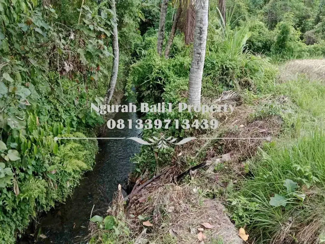 Murah Tanah Disewakan Luas 750 m2 Kawasan Villa di Ubud - Image 6 of 6