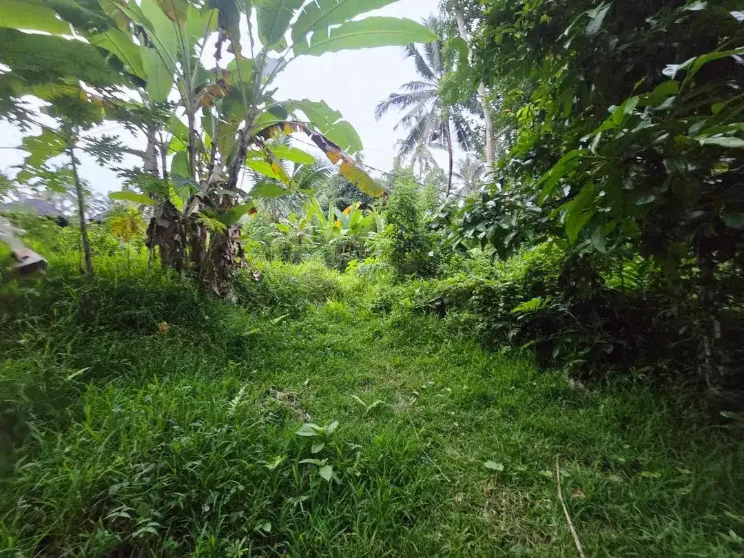 DIJUAL TANAH MURAH DI TABANAN
Batuaji - Image 10 of 10