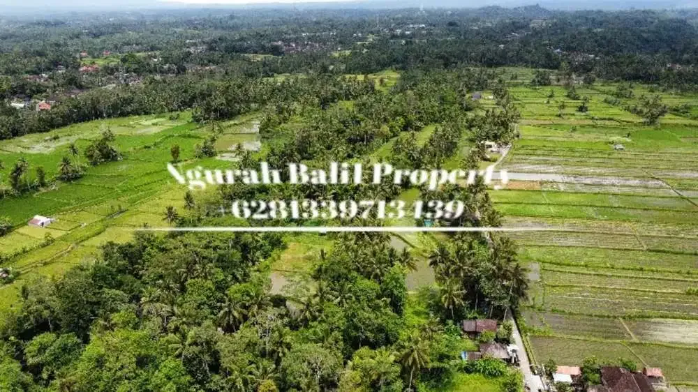 Jual Tanah Murah Luas 5700 m2 View Sungai dan Hutan Lingkungan Villa di Pejeng Kangin - Image 2 of 6