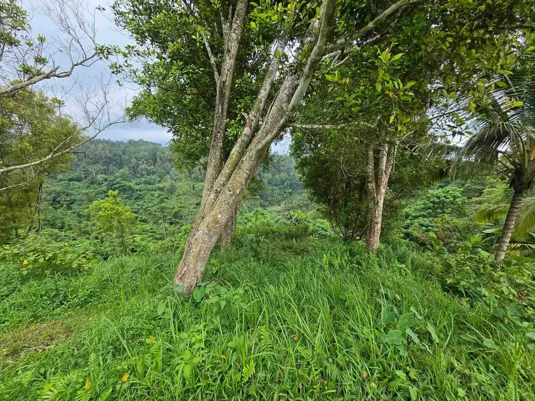 Dijual tanah view sawah. gunung .lembah dan los sungai di tabanan bali - Image 10 of 10