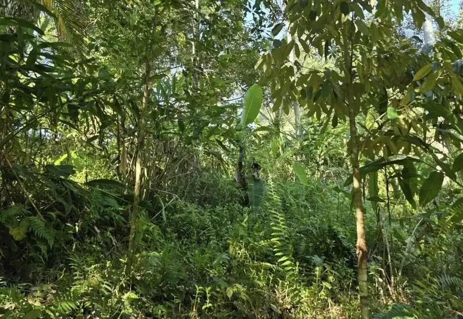 Tanah kebun view sawah dan los sungai kecil akses jalan hotmix - Image 4 of 7
