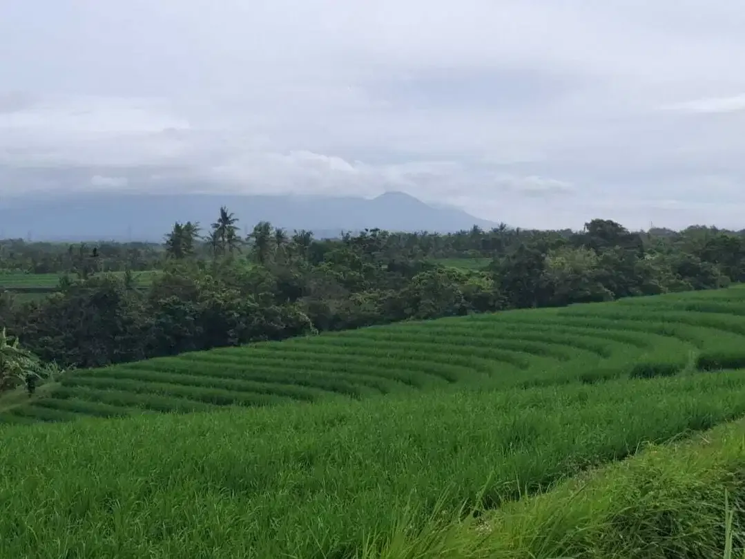 Dijual tanah sangat murah di kawasan villa klecung view gunung sawah - Image 1 of 5
