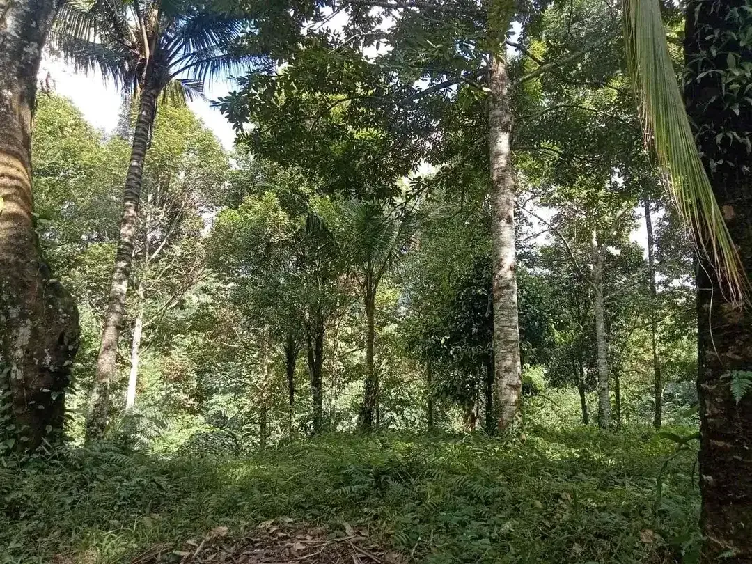 Tanah Sidemen jungle Riceview - Image 7 of 10