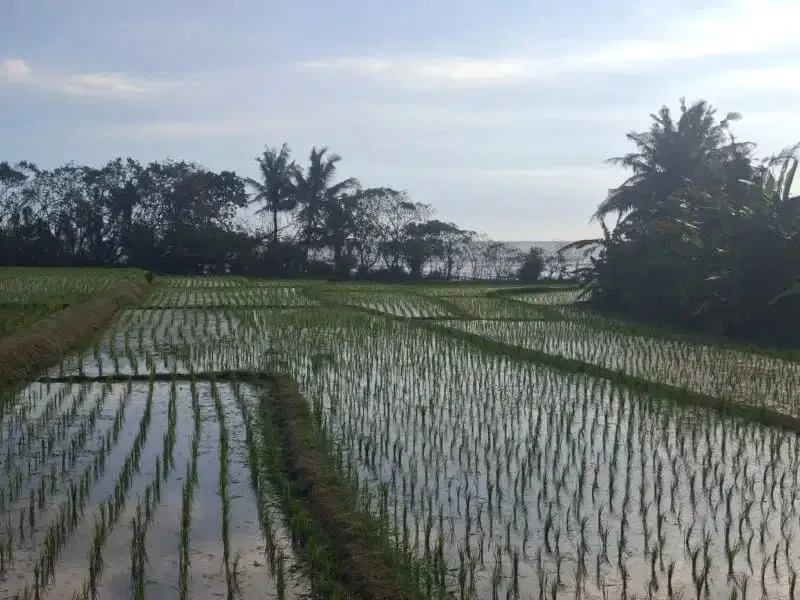 Dijual tanah murah los pantai di pasut tabanan bali - Image 7 of 8