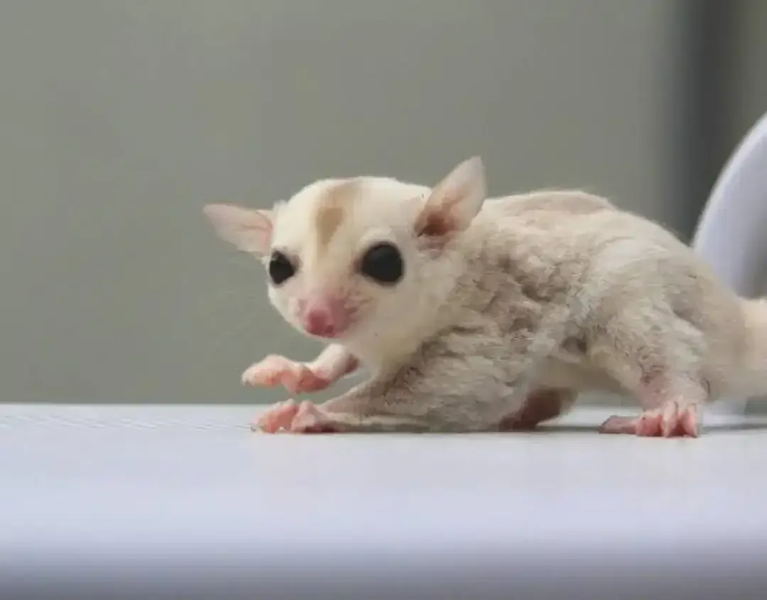 Sugar Glider Sepasang - Image 3 of 4