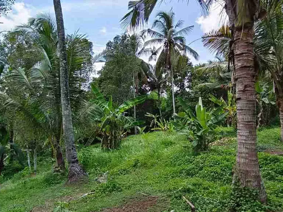 jual tanah kebun Los sungai murah di tabanan bali - Image 8 of 10
