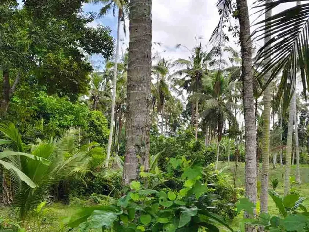 jual tanah murah ,di tabanan.pinggir jln aspal .luas 8500m2 (85 are). harga 50 jt/ are/100m2 - Image 4 of 7