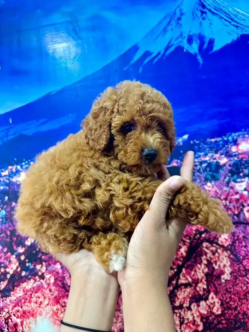 Toy Poodle (Red) - Image 3 of 3