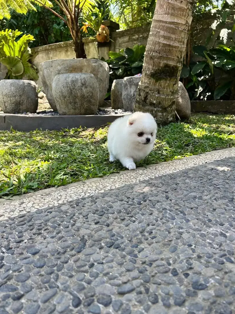 Minipom jantan cakep - Image 4 of 8